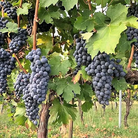 Κατάλυμα σε φάρμα Podere Prasiano Marano sul Panaro