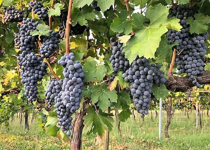 Farmház Podere Prasiano Marano sul Panaro